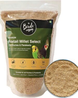 Kangni Seeds or Foxtail millet