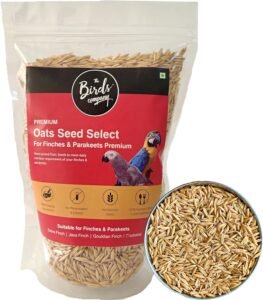 Premium Oats Seed for Pet Birds