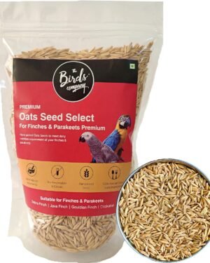 Premium Oats Seed for Pet Birds