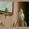 Adding new pet bird