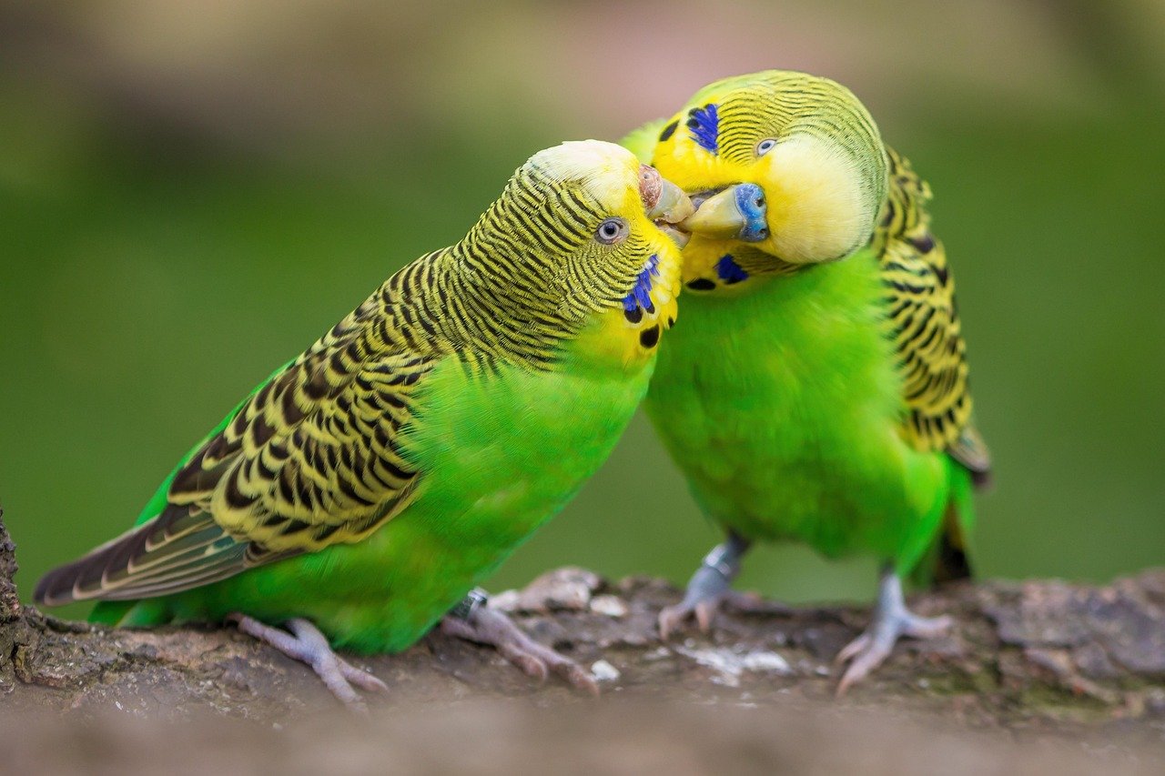 budgie, nature, few, birds, budgies, plumage, affection, multicoloured, friendship, together, to sit, green, yellow, blue, colorful