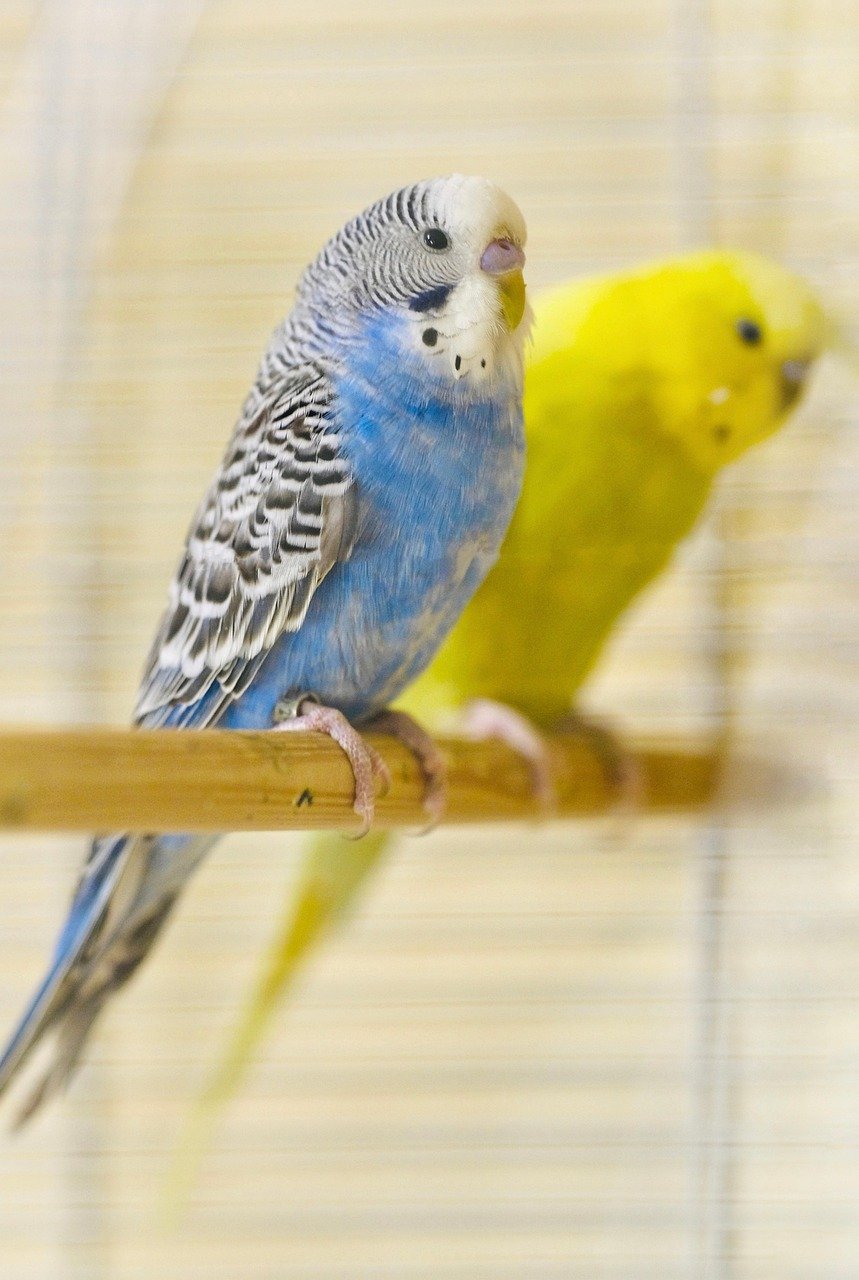 budgie, nature, bird, pet, budgerigar, animal, parrot, small bird, plumage, beak, cute, perched