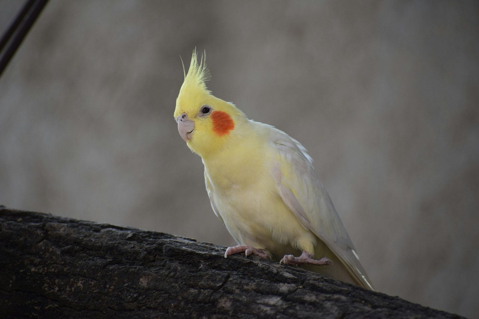Yellow cockatiel perched confidently on a tree branch, displaying vibrant orange cheeks.