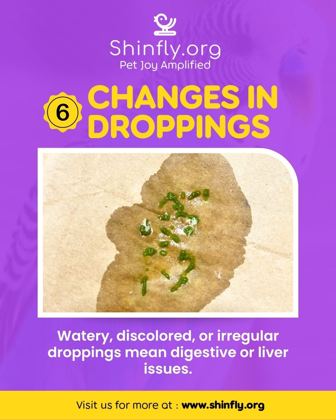 Signs of a sick bird - Changes in droppings