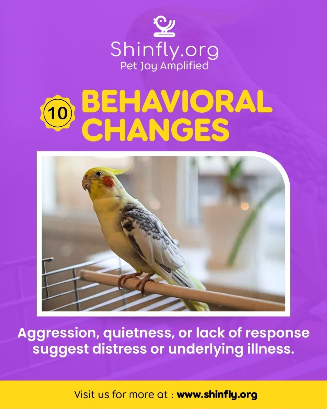 Signs of a sick bird - behavioural issues