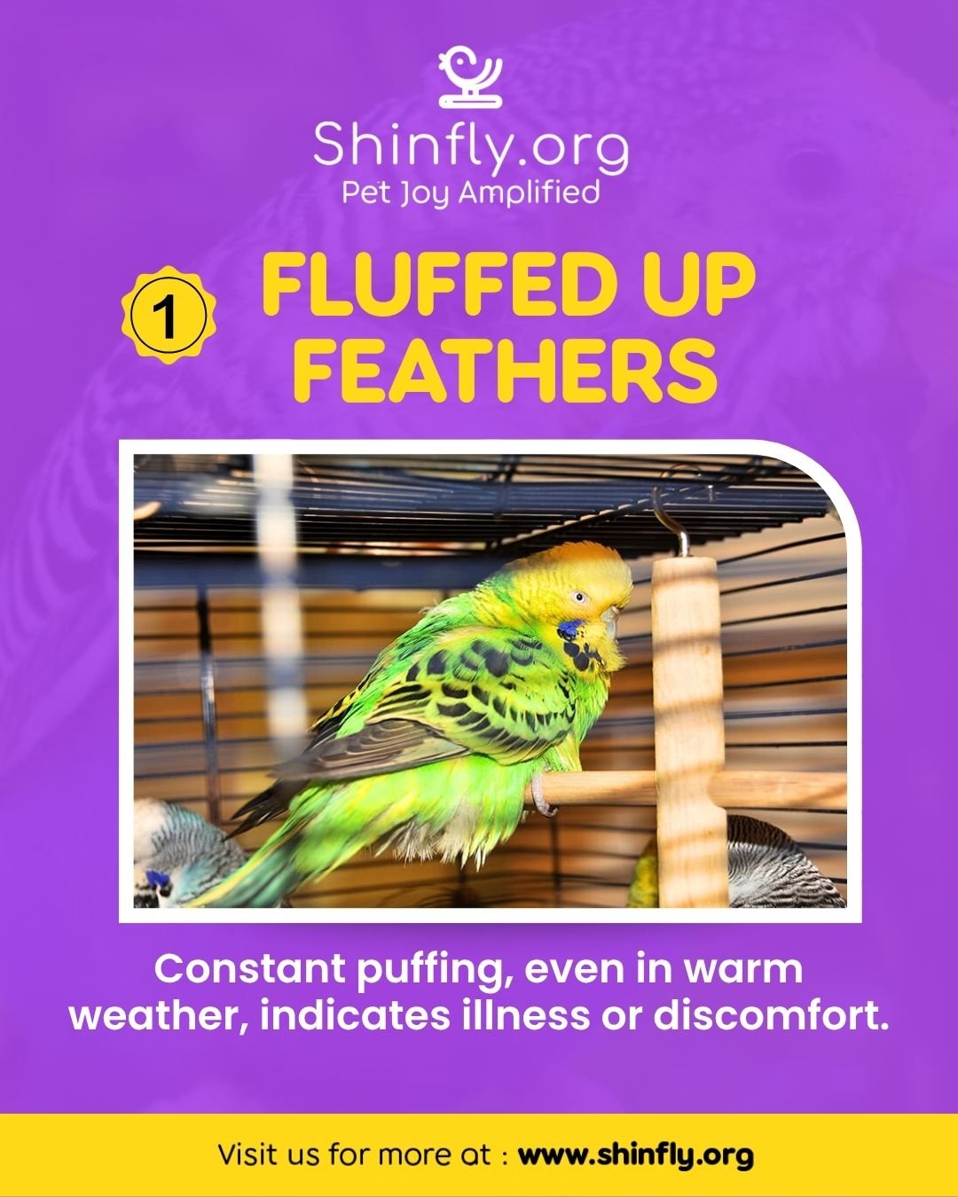 Signs of a sick bird - fluffed up feathers