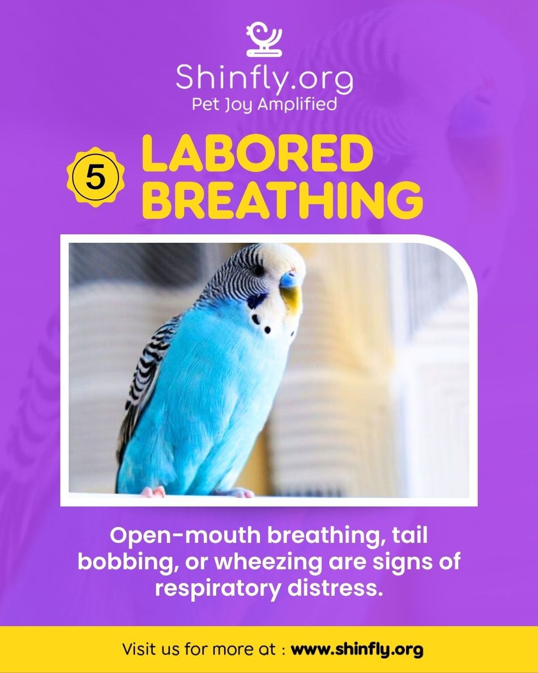 Signs of a sick bird - labored breathing