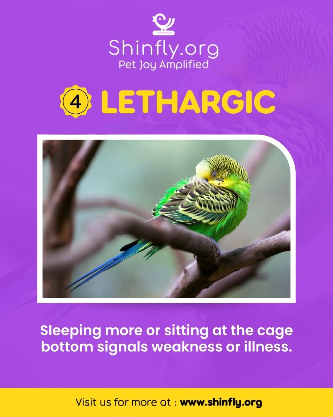 Signs of a sick bird - lethargic