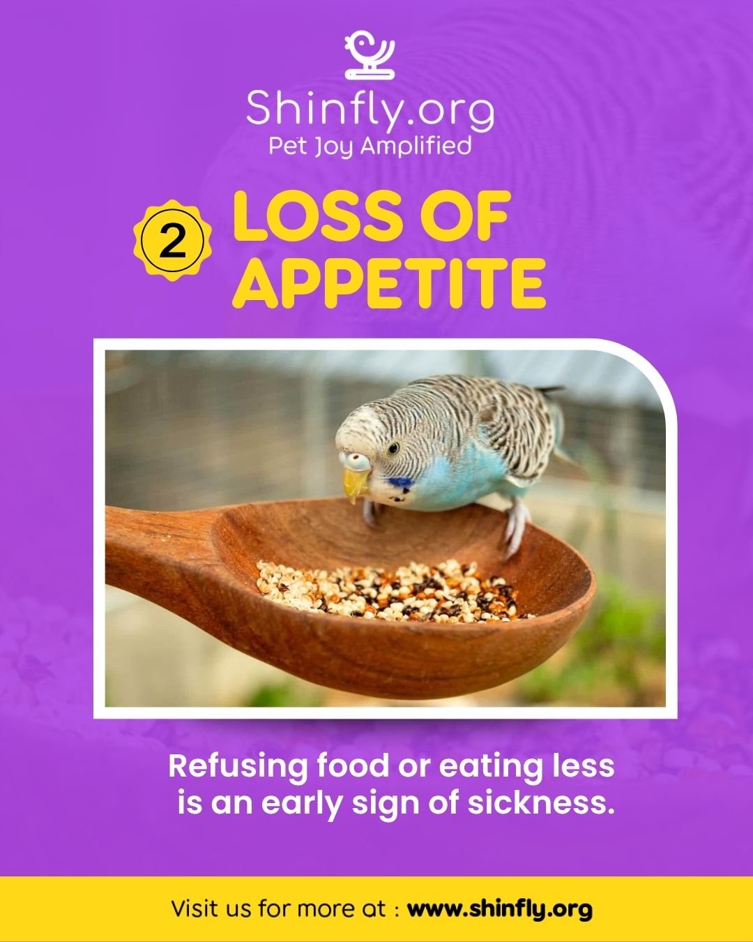 Signs of a sick bird - loss of appetite