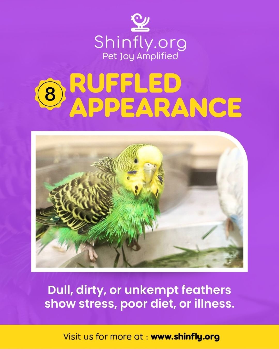 Signs of a sick bird - ruffled appearance
