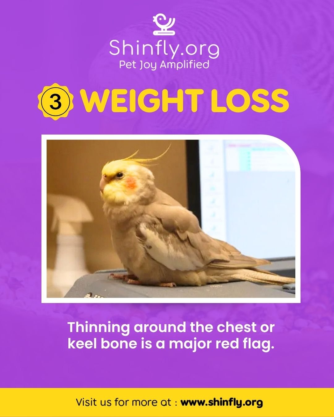 Signs of a sick bird - weight loss