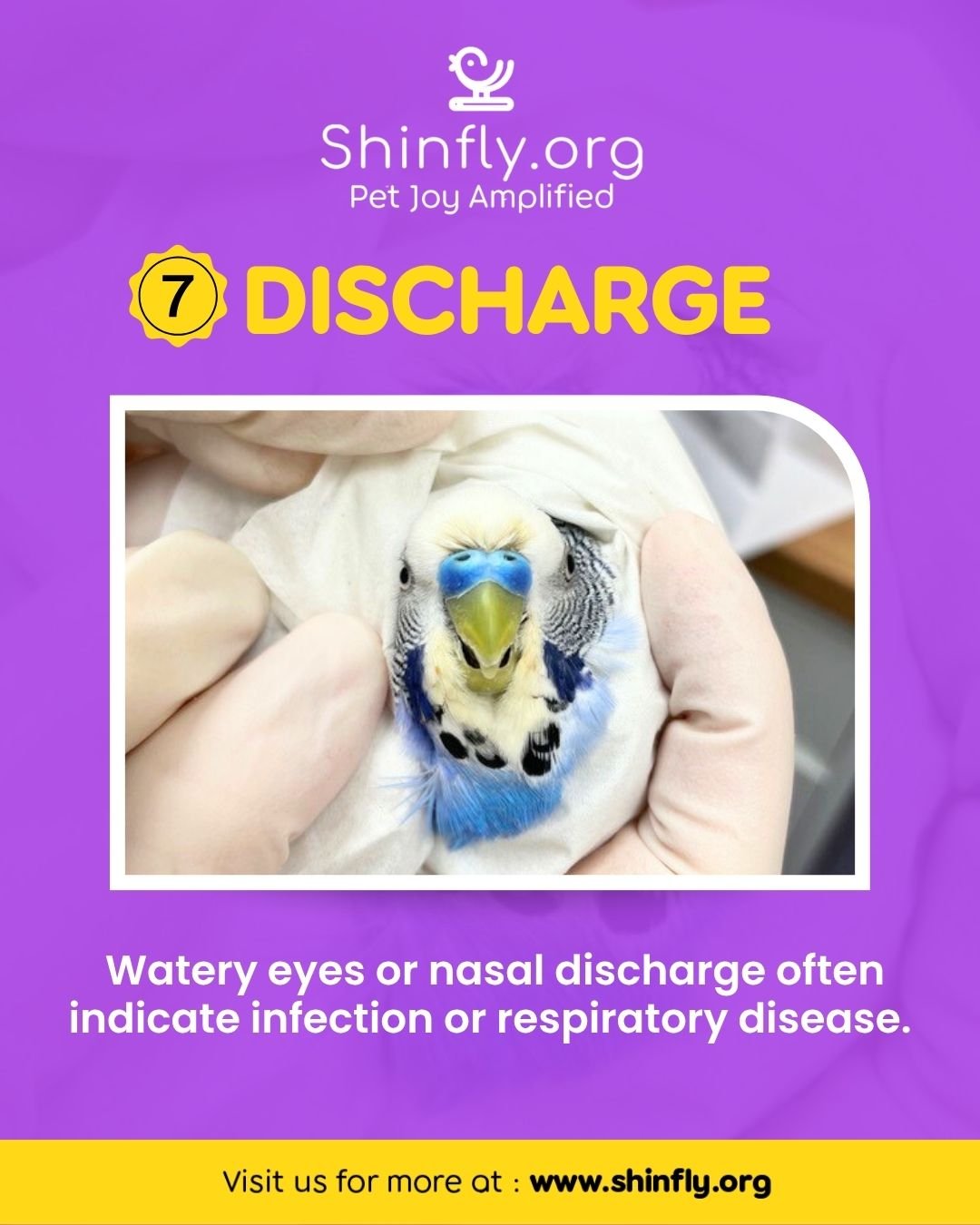 signs of a sick bird - discharge