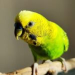 budgie, green, bird, animal, feathers, beak, wings, nature, flying