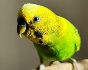 Why Does My Bird Bite?