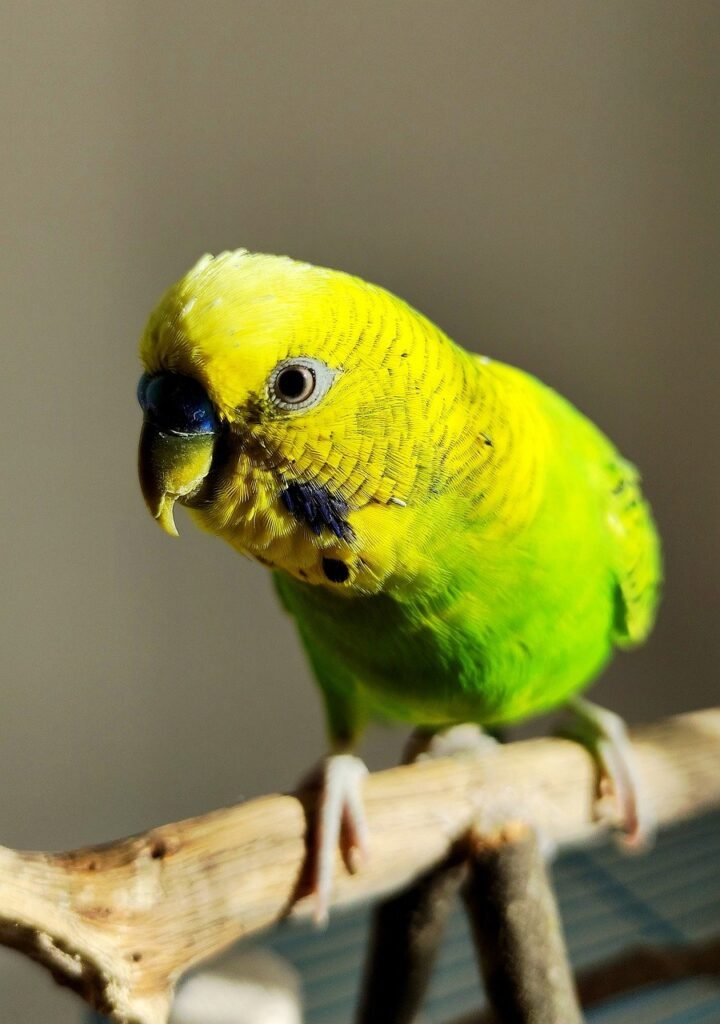budgie, green, bird, animal, feathers, beak, wings, nature, flying