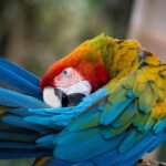 scarlet, macaw, rainbow, parrot, plumage, red, color, beak, feather, wildlife, tropical, bird, feathers, wing, bright, colourful, green, yellow, blue, nature, beautiful, preening, eye, macaw, preening, preening, preening, preening, preening
