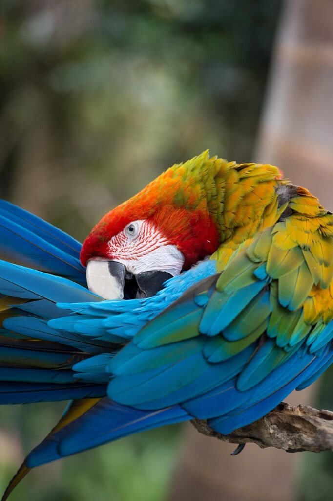 scarlet, macaw, rainbow, parrot, plumage, red, color, beak, feather, wildlife, tropical, bird, feathers, wing, bright, colourful, green, yellow, blue, nature, beautiful, preening, eye, macaw, preening, preening, preening, preening, preening