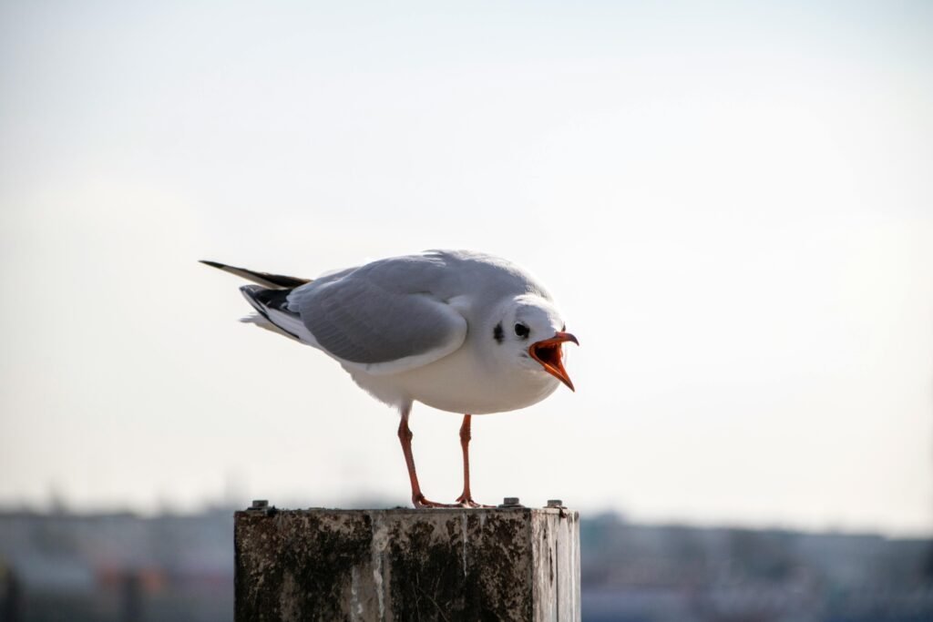 Close-up of a seagull on a post at Hamburg's harbor under a bright sky.