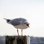 Close-up of a seagull on a post at Hamburg's harbor under a bright sky.