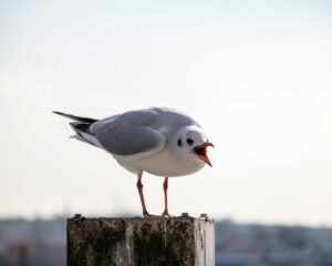 How to Reduce Excessive Screaming in Pet Birds