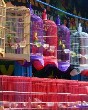 Cages Nests Homes