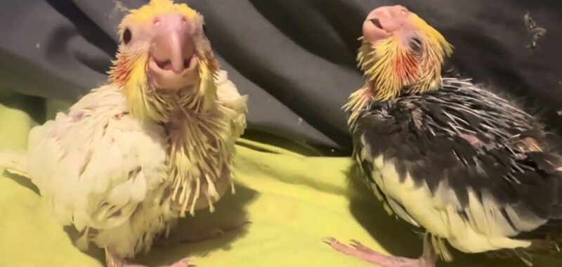 Parrot Hand Tame Gourav