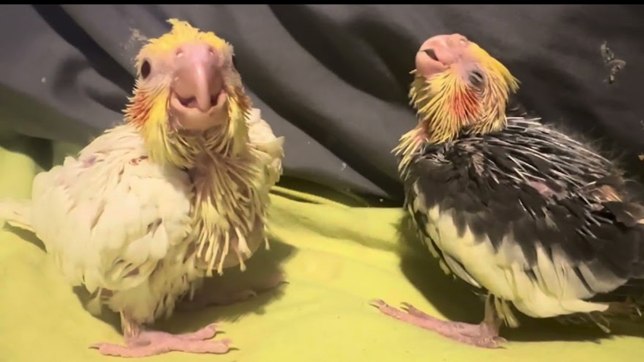 Parrot Hand Tame Gourav