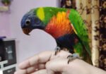 Parrot Hand Tame Gourav
