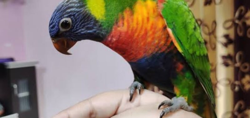 Parrot Hand Tame Gourav