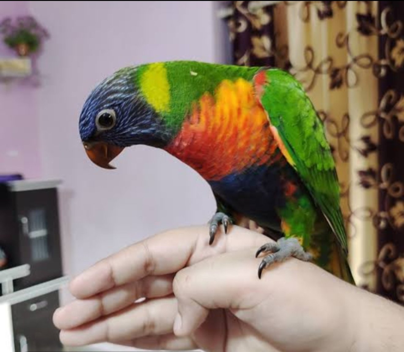 Parrot Hand Tame Gourav