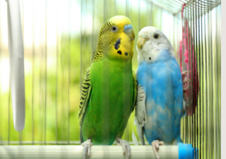Osum Pet Shop