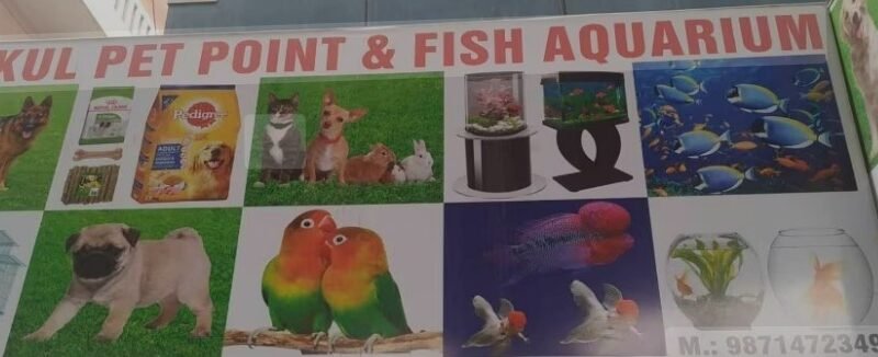 Mukul Fish Aquarium Pet Point