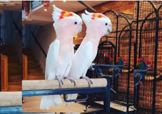 Salman’s Exotic Pet Store