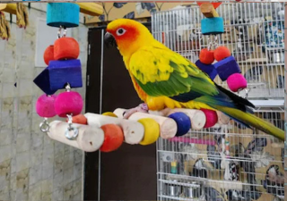 Ishika Bird Toys