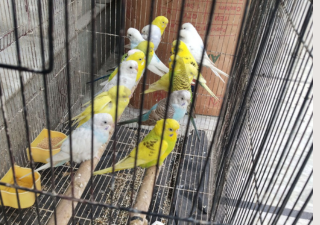 Manya Pet Zone