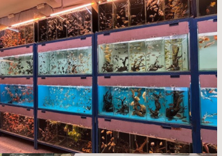Water Queen Aquariums