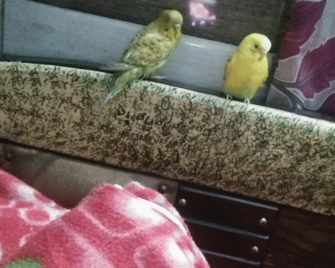Dharmarth Birds Hospital