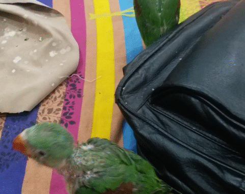 Dharmarth Birds Hospital