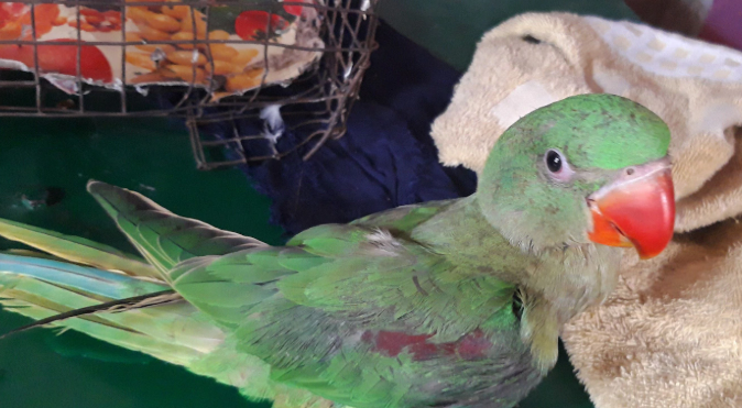 Dharmarth Birds Hospital