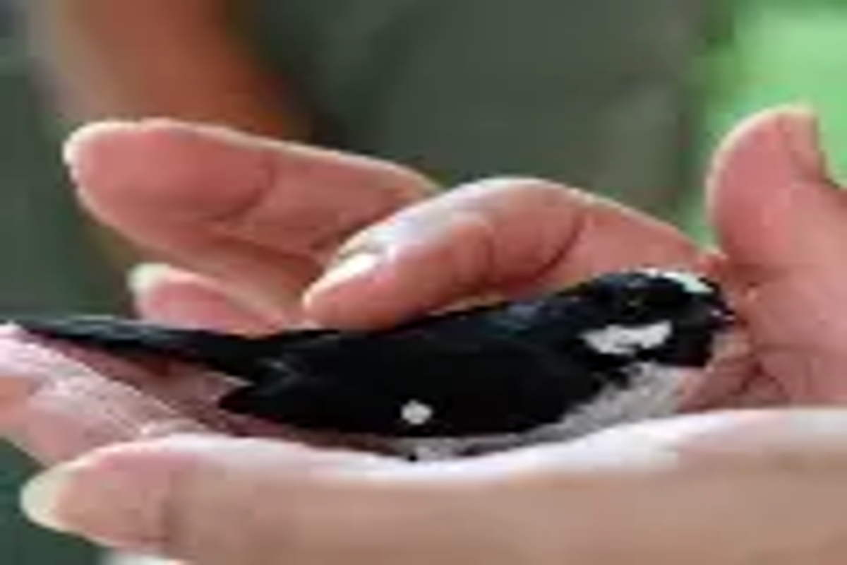 New Delhi Veterinary Clinic – Dr. Ajay Rana